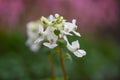 Hollow root Corydalis malkensis, close-up white flowers Royalty Free Stock Photo